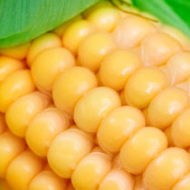Тест: консервированная кукуруза