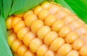 Тест: консервированная кукуруза